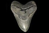Serrated, Fossil Megalodon Tooth - Georgia #78182-1
